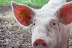 img_produits_cochon